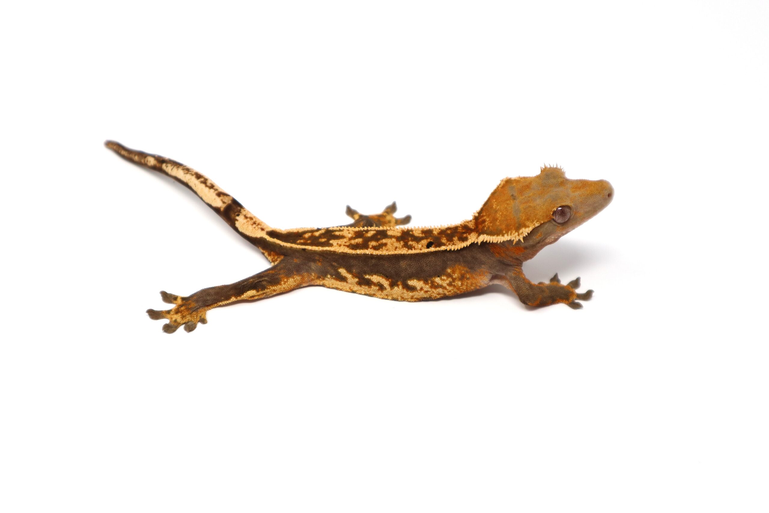 Lavender Poss Hyper Tangerine Empty Back Whiteout Soft Scale (Female)