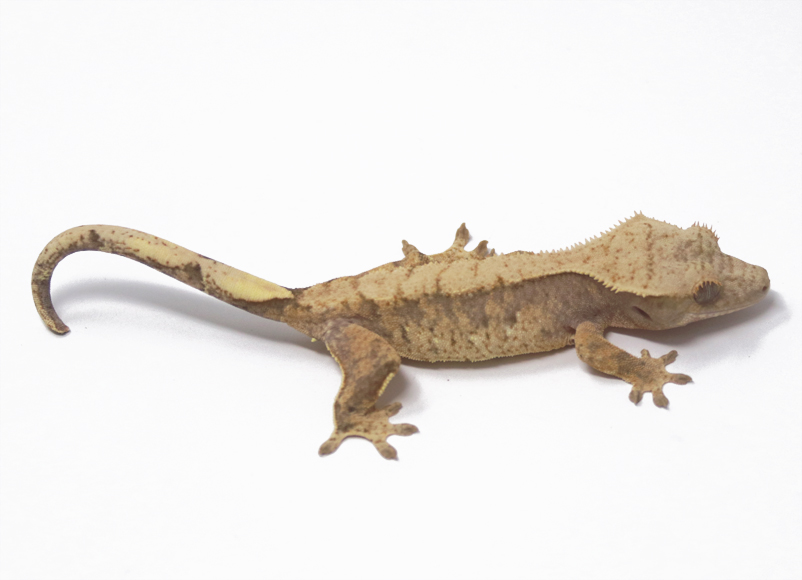 Lavender Extreme Harlequin (Female)