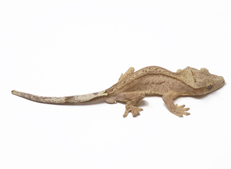 Yellow Phantom (Male)