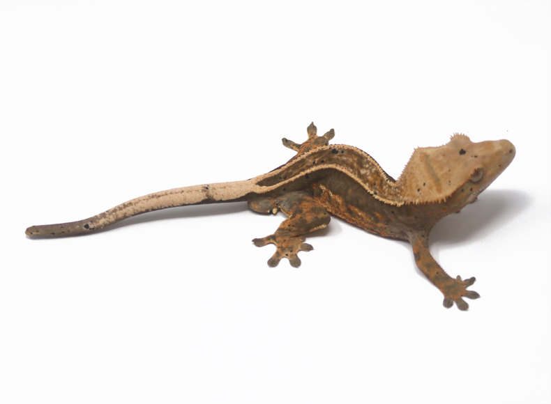 Lavender Tangerine Empty Back Soft Scale (Male)