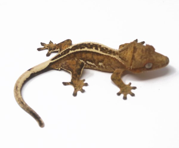 Yellow Super Empty Back (Male)