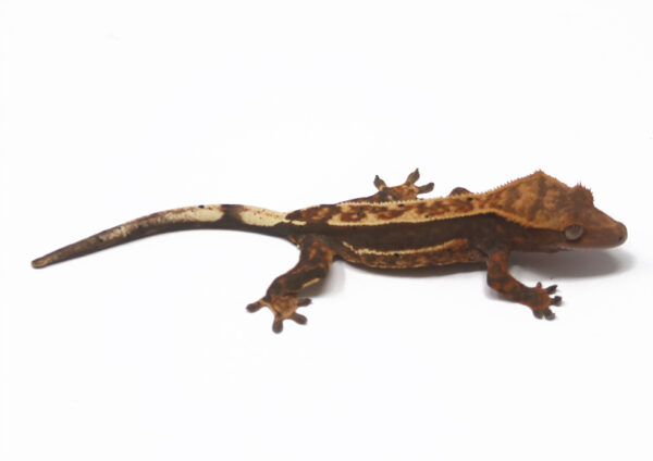 Tangerine Empty Back Soft Scale (Female)