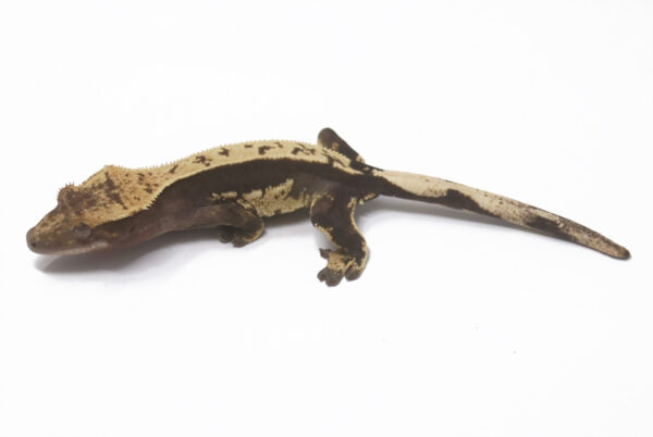 Dark Pin White Wall Super Soft Scale (Female)