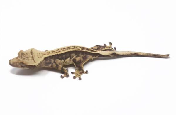Lavender Pin Soft Scale (Male)