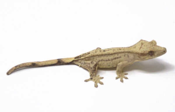 Yellow Phantom Pin Soft Scale (Male)