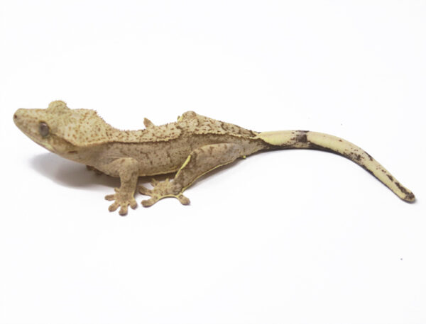 Static Phantom (Male)