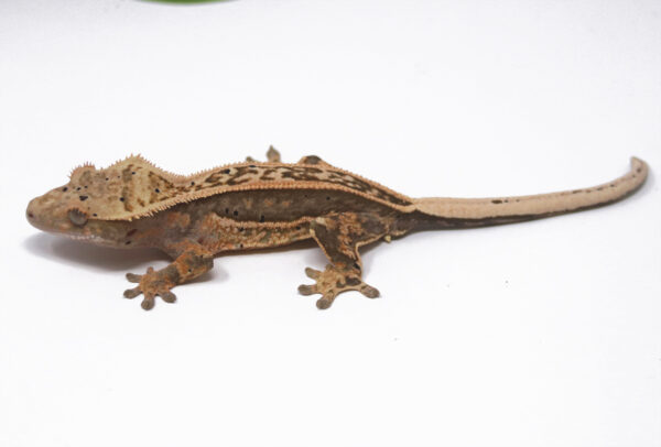 Lavender Tangerine Empty Back Soft Scale (Male)